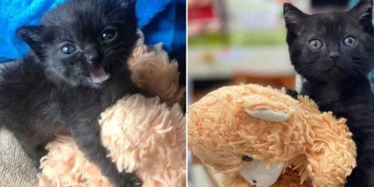 Ce chaton va partout avec son ours en peluche depuis qu'elle a été trouvée seule dehors 1 Chaton va partout avec ours en peluche retrouvée seule dehors