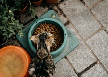 Comment bien nourrir un chat avec de la nourriture sèche