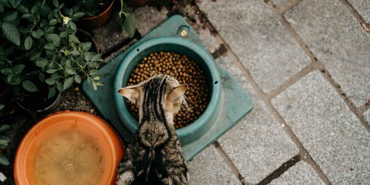 Comment bien nourrir un chat avec de la nourriture sèche ? 1 Comment bien nourrir un chat avec de la nourriture sèche