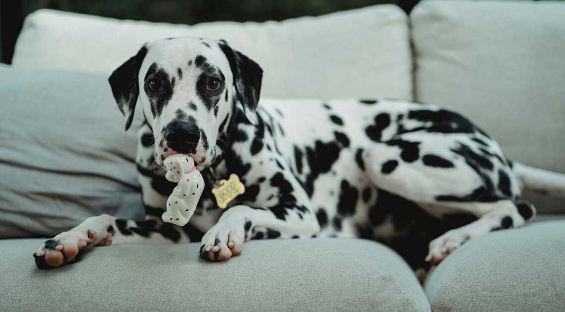 Dalmatien, quand les taches apparaissent-elles