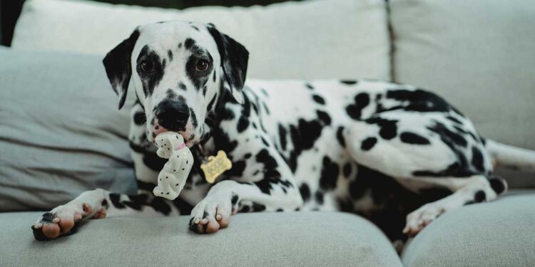 Dalmatien, quand les taches apparaissent-elles ? Voici ce qu'il faut savoir 1 Dalmatien, quand les taches apparaissent-elles