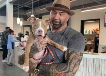Dave Bautista adopte chien retrouvé attaché offre récompense