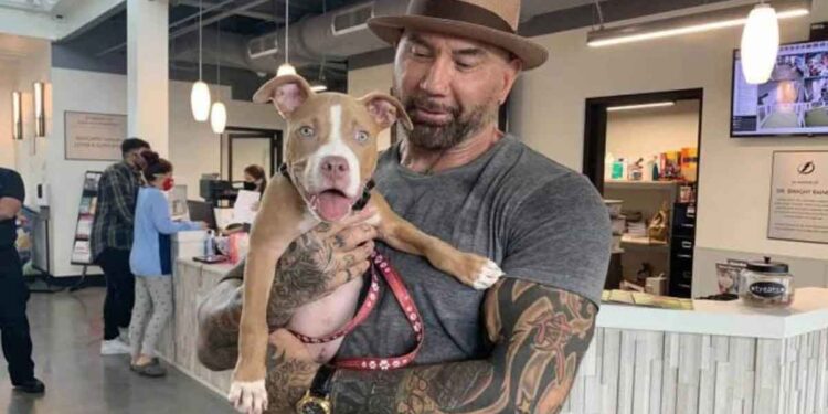 Dave Bautista adopte chien retrouvé attaché offre récompense