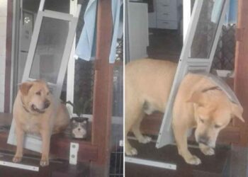 Drax chien sait doit suivre régime