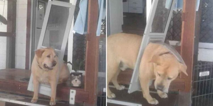 Drax chien sait doit suivre régime