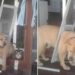 Un chien sait il doit suivre un régime lorsqu'il est coincé dans la porte pour chien 6 Drax chien sait doit suivre régime