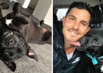 Homme prend soin chien famille accueil