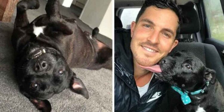 Homme prend soin chien famille accueil