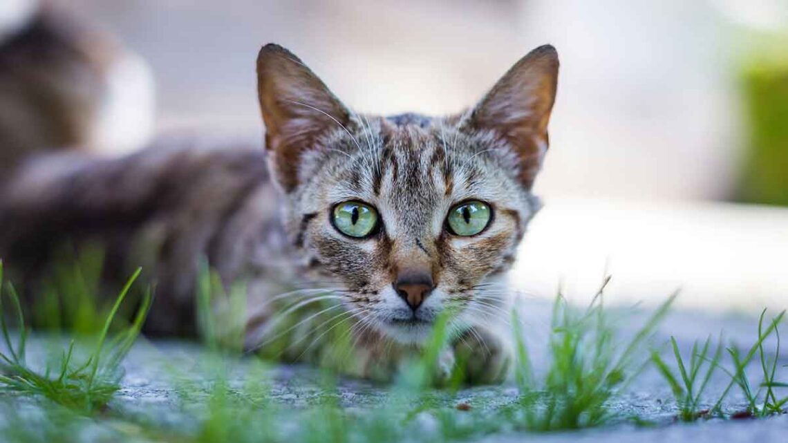 Les scientifiques ont compris pourquoi les chats mangent herbe