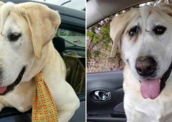 Lucky Beaux Tox chien abandonné plusieurs fois femme voit beauté