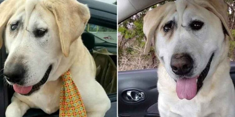 Lucky Beaux Tox chien abandonné plusieurs fois femme voit beauté