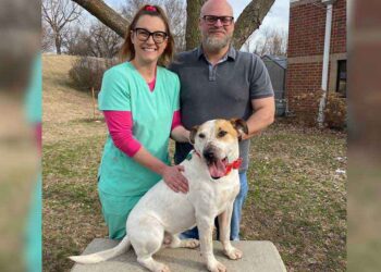 Merrick chien trouve foyer après 5 ans refuge