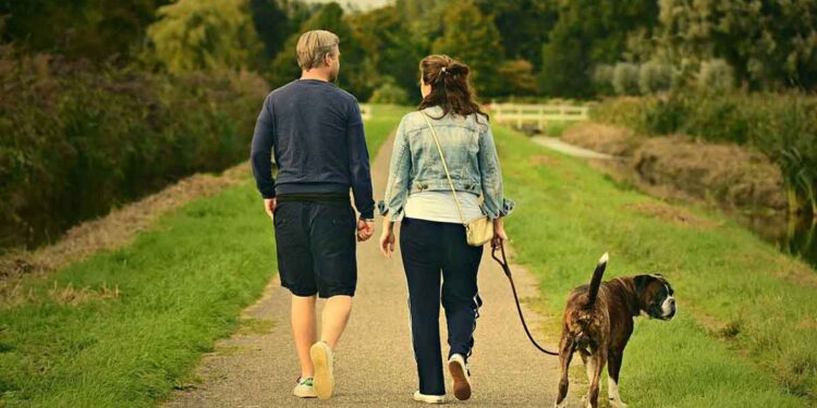 Pays-Bas pays sans chiens errants