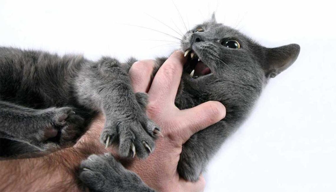 Pourquoi les chats n aiment-ils pas leur touche le ventre