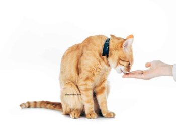 Quel est le meilleur moyen de nourrir votre chat