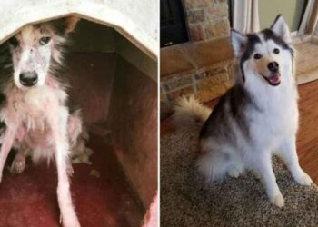 Un Husky qui a perdu sa fourrure devient le chien le plus heureux