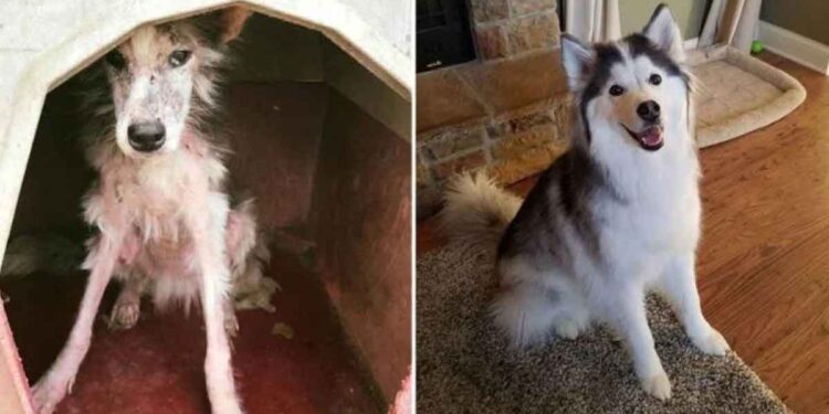Un Husky qui a perdu sa fourrure devient le chien le plus heureux