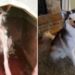 Un Husky qui a perdu sa fourrure devient le chien le plus heureux