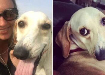 Un chien au visage tordu devient une star Internet