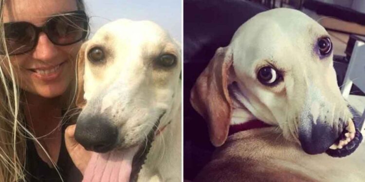 Un chien au visage tordu devient une star d'Internet 1 Un chien au visage tordu devient une star Internet