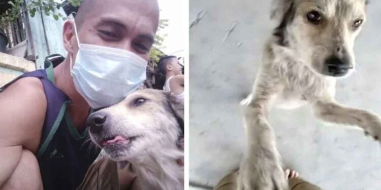 Un chien disparu depuis des mois pleure quand son propriétaire le retrouve