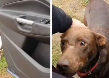 Un chien sans-abri s’assois au même endroit tous les jours en attendant d'être secouru