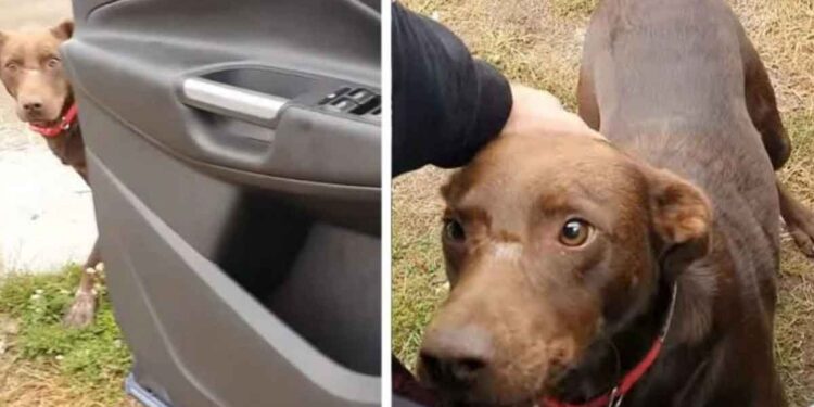 Un chien sans-abri s’assois au même endroit tous les jours en attendant d'être secouru 1 Un chien sans-abri s’assois au même endroit tous les jours en attendant d'être secouru