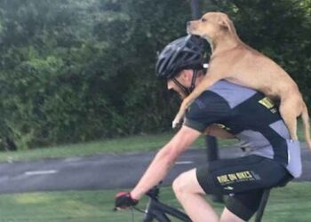 Un cycliste trouve un chien blessé porte sur dos