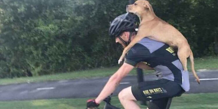 Un cycliste a trouvé un chien blessé, l'a porté sur son dos et a changé sa vie 1 Un cycliste trouve un chien blessé porte sur dos