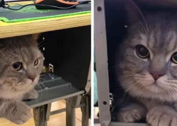 Une femme emmène chat classe