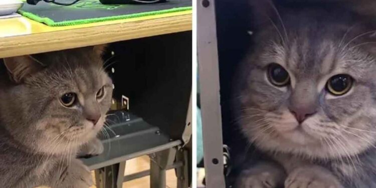 Une femme emmène son chat en classe parce qu'elle ne voulait pas le laisser seul à la maison 1 Une femme emmène chat classe