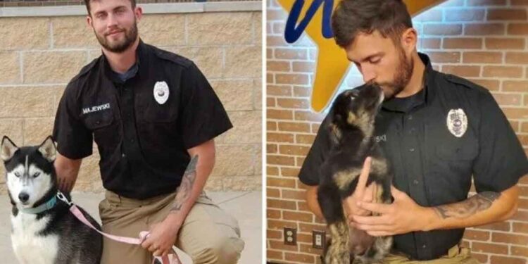 beau travailleur refuge chiens à adopter