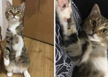 chat 3 pattes prend main femme rentrer à la maison