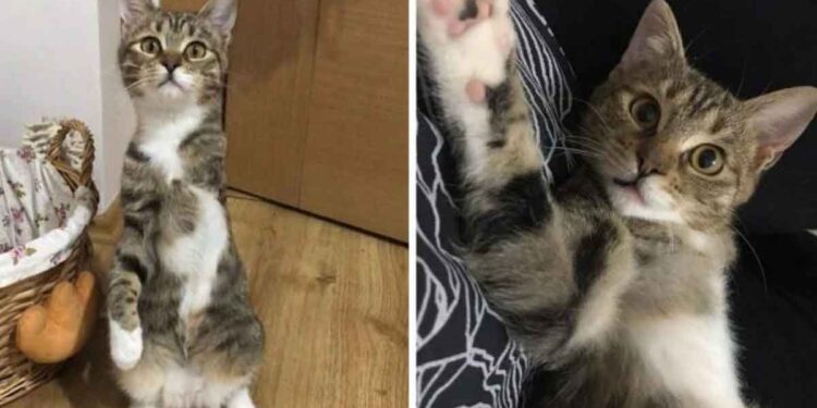 Un chat à 3 pattes prend une gentille femme par la main et insiste pour rentrer à la maison avec elle 1 chat 3 pattes prend main femme rentrer à la maison