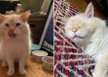 chat appartement abandonné heureux trouvé