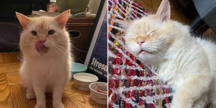 chat appartement abandonné heureux trouvé