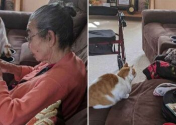 chat attend grand-mère répare jouet