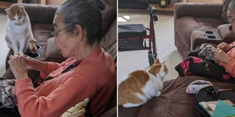 Un chat inquiet regarde sa propriétaire effectuer une "chirurgie" pour sauver son jouet préféré 1 chat attend grand-mère répare jouet