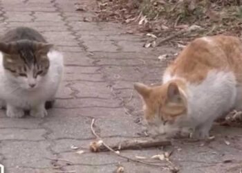 chat errant nourrir surveiller ami handicapé