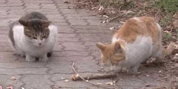 Un chat errant s'occupe de nourrir et de surveiller son ami, un chat handicapé 1 chat errant nourrir surveiller ami handicapé