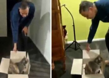 chat exige transporté boîte chaque nuits