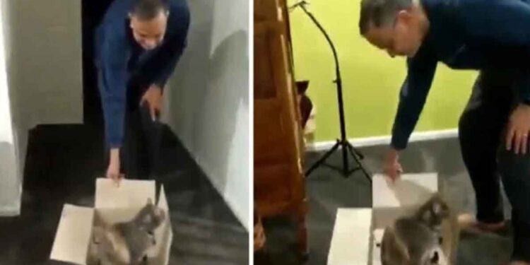 chat exige transporté boîte chaque nuits