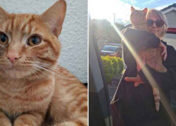 chat marche 38 km visite ancienne voisine friandises