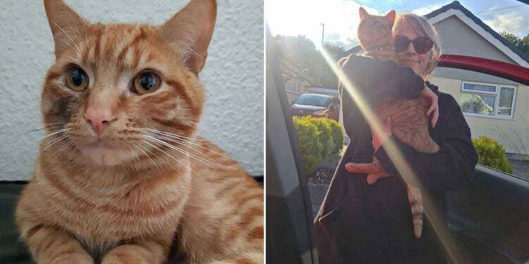 chat marche 38 km visite ancienne voisine friandises