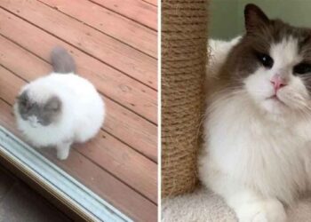 chat présenté devant porte voisin famille abandonné