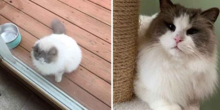 chat présenté devant porte voisin famille abandonné