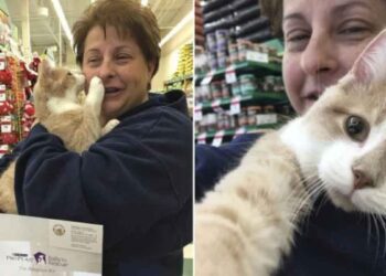 chat sauvé heureux adopté serrer propriétaire