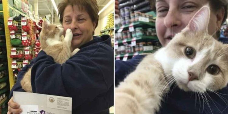 chat sauvé heureux adopté serrer propriétaire