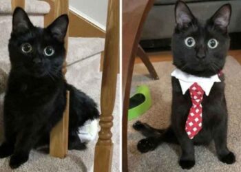 chaton beaux yeux trouve maison malgré handicap