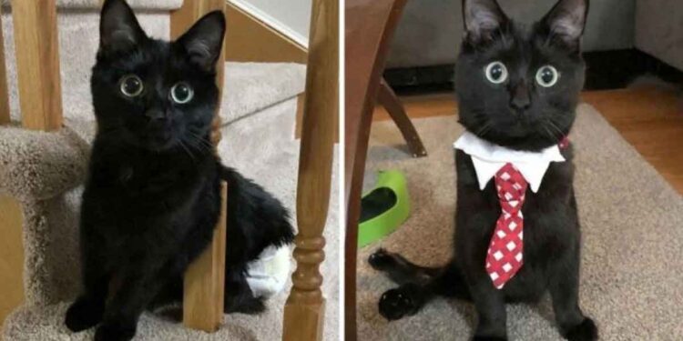 chaton beaux yeux trouve maison malgré handicap